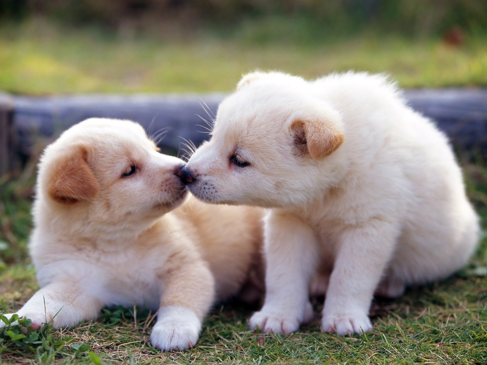 Droll Cute Puppies Hd Pics