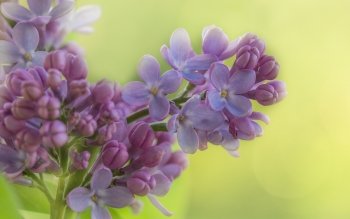 40 Lilac HD Wallpapers | Backgrounds - Wallpaper Abyss