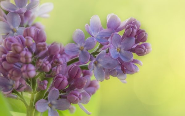 Earth Lilac Flowers Flower Purple Flower Nature HD Wallpaper | Background Image