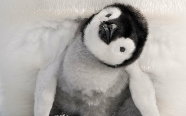 Animal Emperor Penguin Birds Penguins Chick Baby Animal HD Wallpaper | Background Image
