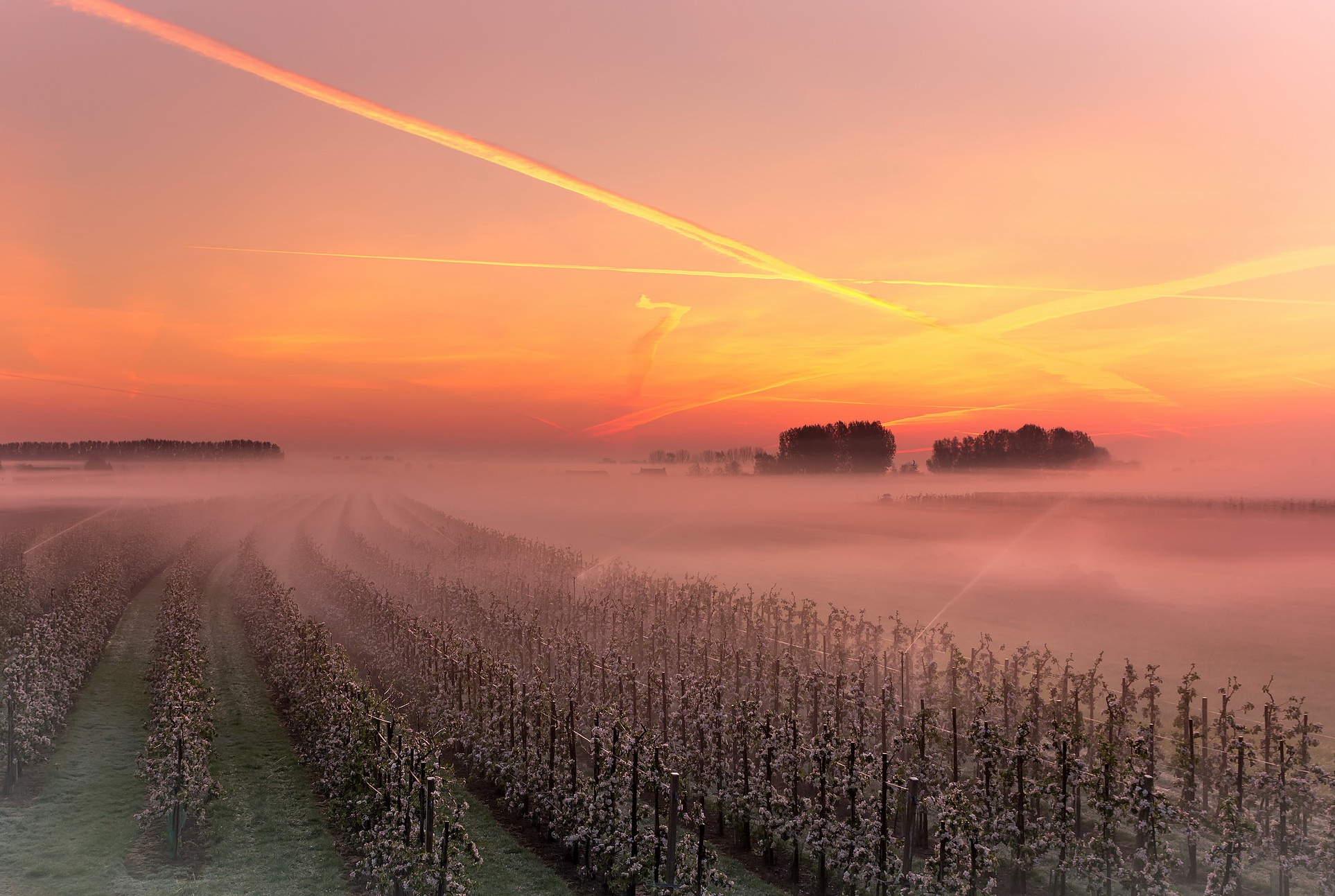 Vineyard HD Wallpaper