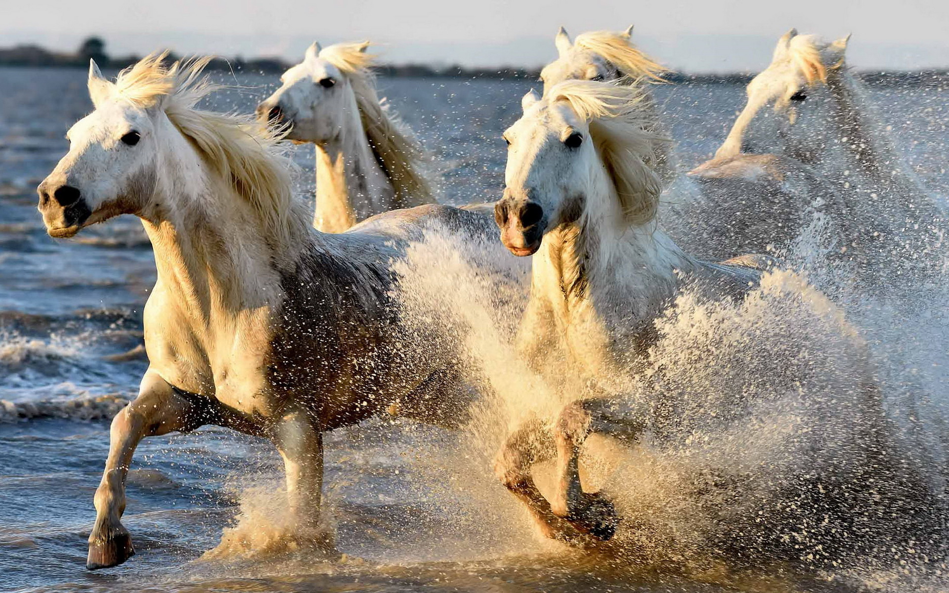 Лошадь бежит фото