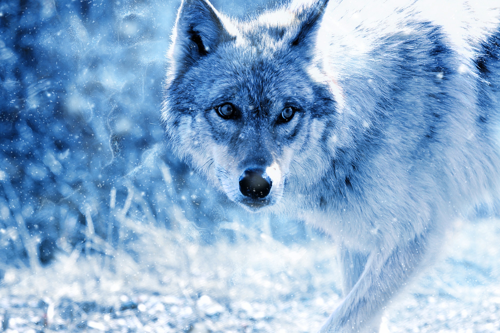 Download Stare Winter Animal Wolf HD Wallpaper