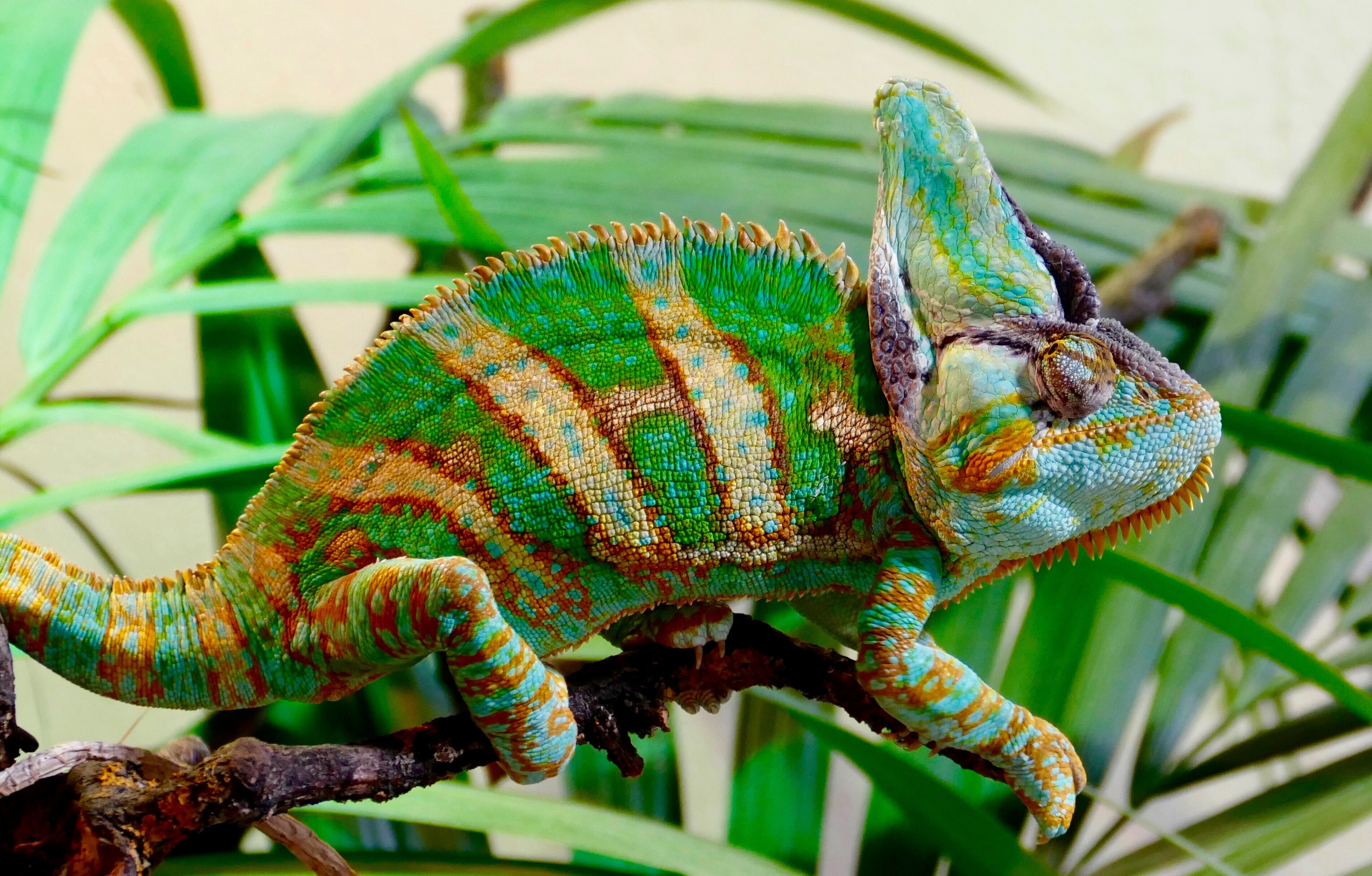 Download Green Reptile Lizard Animal Chameleon HD Wallpaper