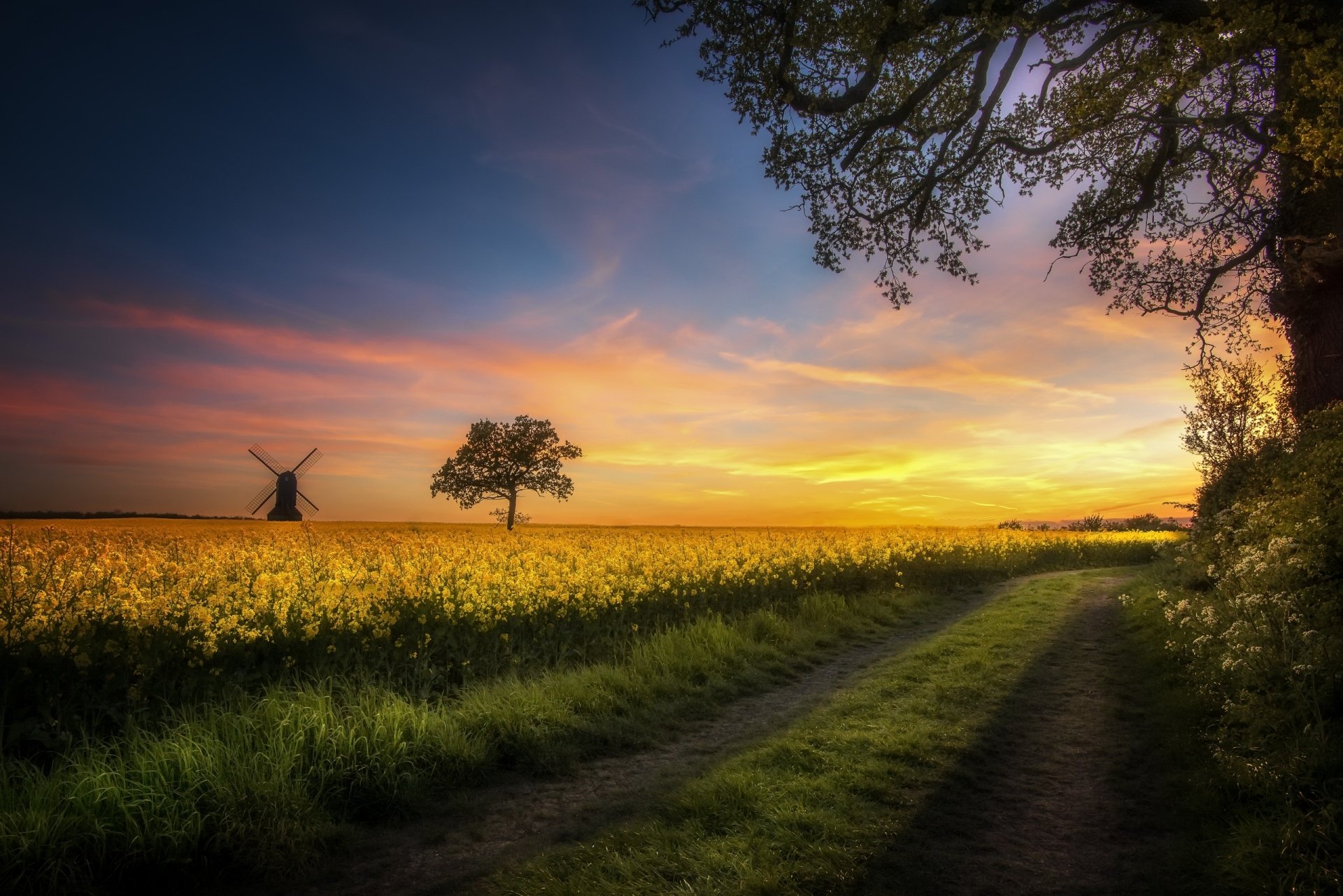 Golden Rapeseed Path at Sunset — Windmill on the Horizon (2K Wallpaper)