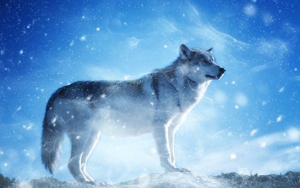 Animal Wolf Winter HD Wallpaper | Background Image