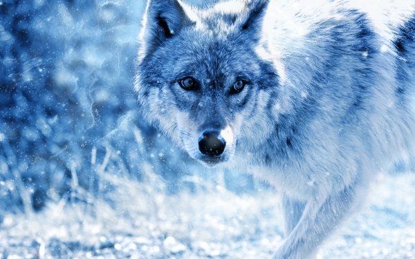 Animal Wolf Wolves Winter Stare HD Wallpaper | Background Image