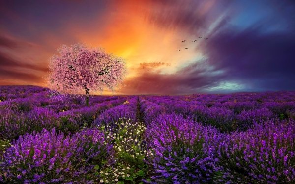 Earth Lavender Flowers Tree Spring Sunset Purple Flower HD Wallpaper | Background Image