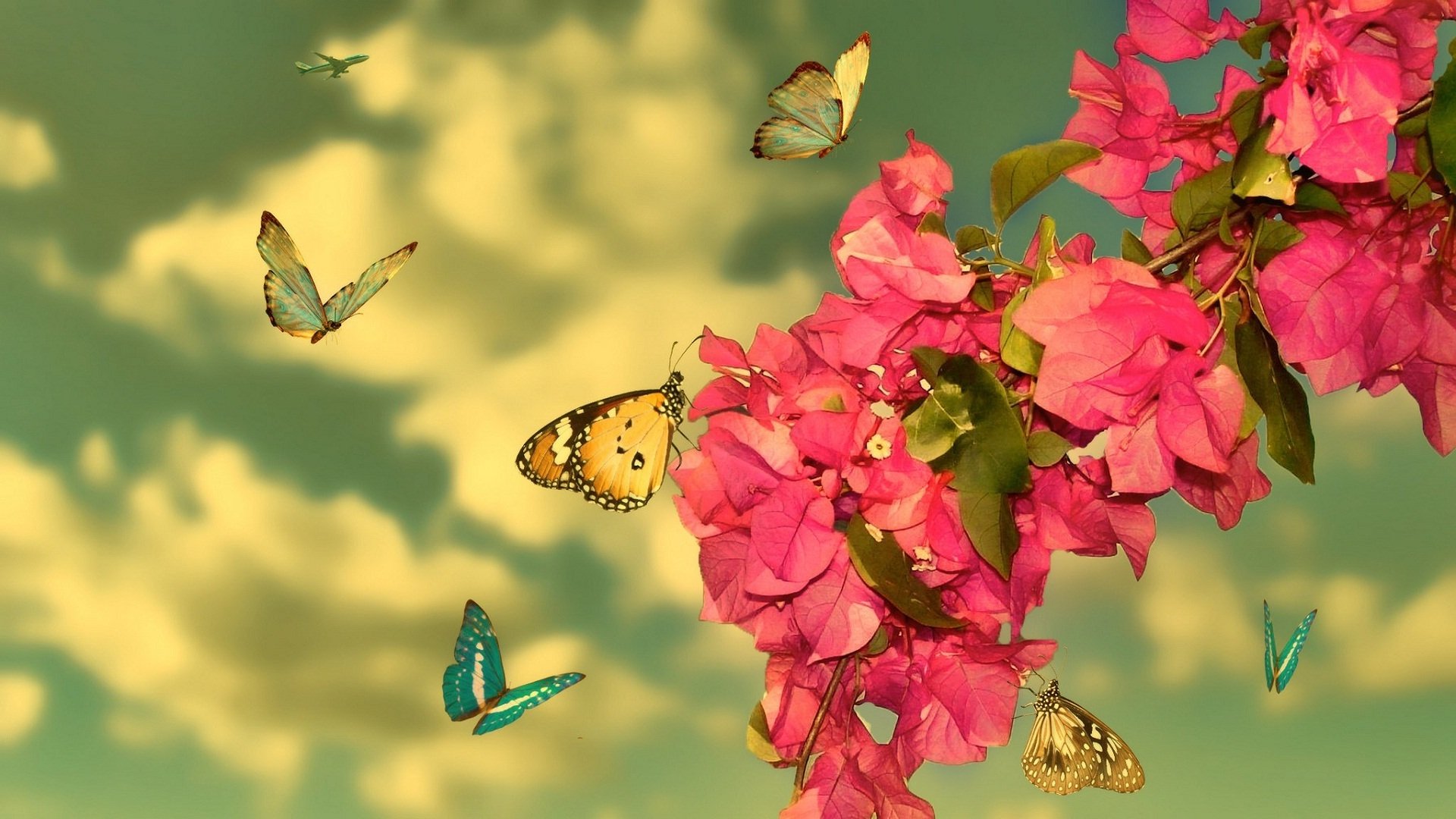 Manipulated HD desktop wallpaper: pink bougainvillea blossoms with colorful butterflies fluttering in spring light against a soft cloudy sky.