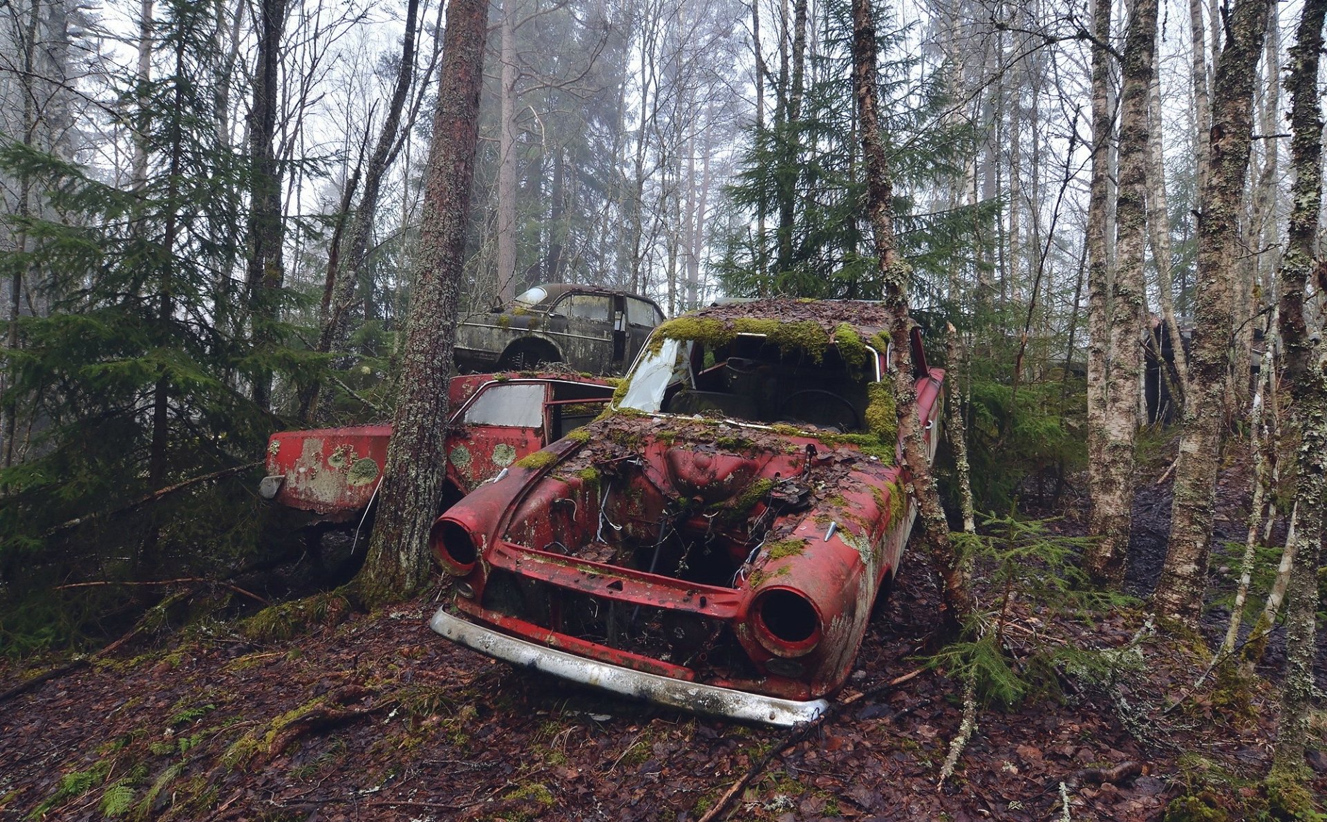 HD desktop wallpaper of a forest with tall trees surrounding an old, moss-covered red car wreck, blending naturally into the overgrown woodland setting.