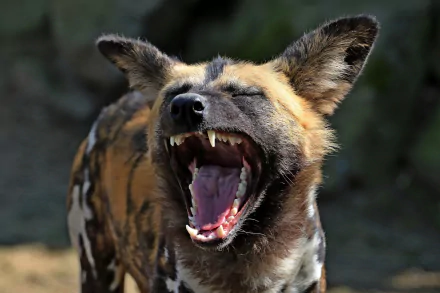 Close-up of a wild dog showing its open muzzle with sharp teeth, captured in high definition as a striking PC desktop wallpaper background.