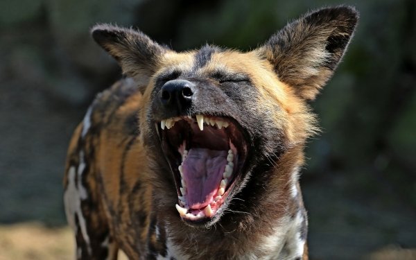 Animal African wild dog Wild Dog Muzzle HD Wallpaper | Background Image