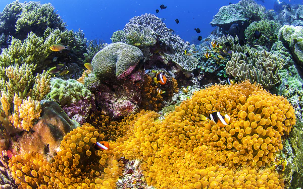 sea anemone coral underwater sea life fish Animal clownfish HD Desktop Wallpaper | Background Image