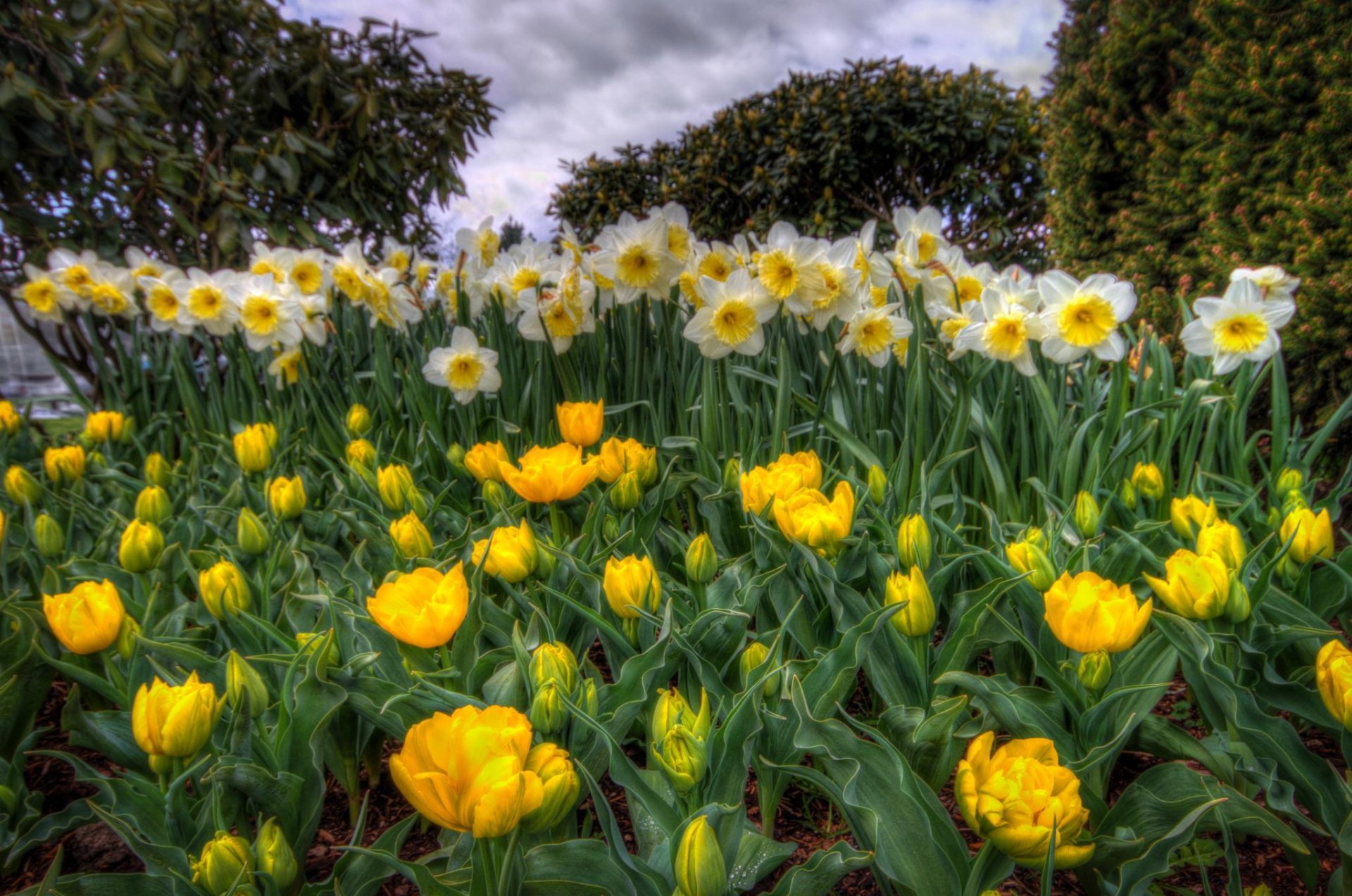 Spring garden HDR photo of white daffodils with yellow centers and vivid yellow peony blooms; HD desktop wallpaper and background.