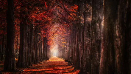 A mesmerizing HD nature photograph of a tree-lined forest path blanketed in orange leaves during fall, offering an enchanting background wallpaper.