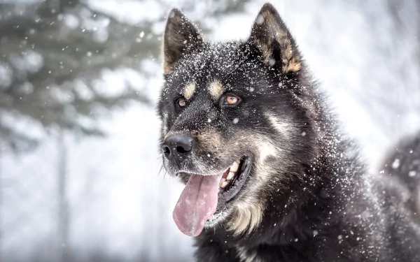 Close-up of a Siberian Husky with a muzzle, covered in falling snow, set against a blurred winter landscape in 4K Ultra HD.