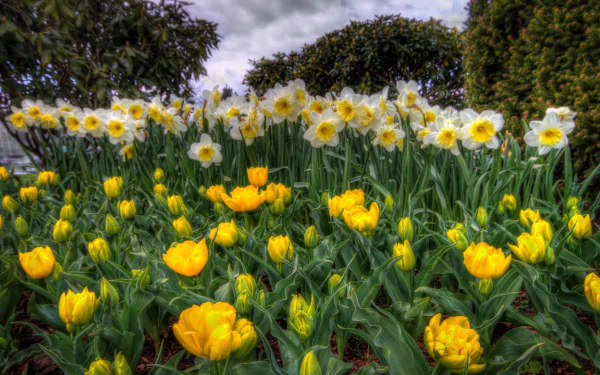  Daffodils and Peonies