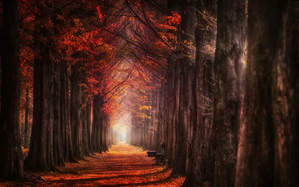 A mesmerizing HD nature photograph of a tree-lined forest path blanketed in orange leaves during fall, offering an enchanting background wallpaper.