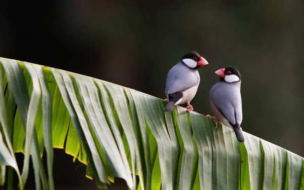 Two Java sparrow finches (animal) perched on a broad green leaf against a soft bokeh backdrop — HD PC desktop wallpaper and background.