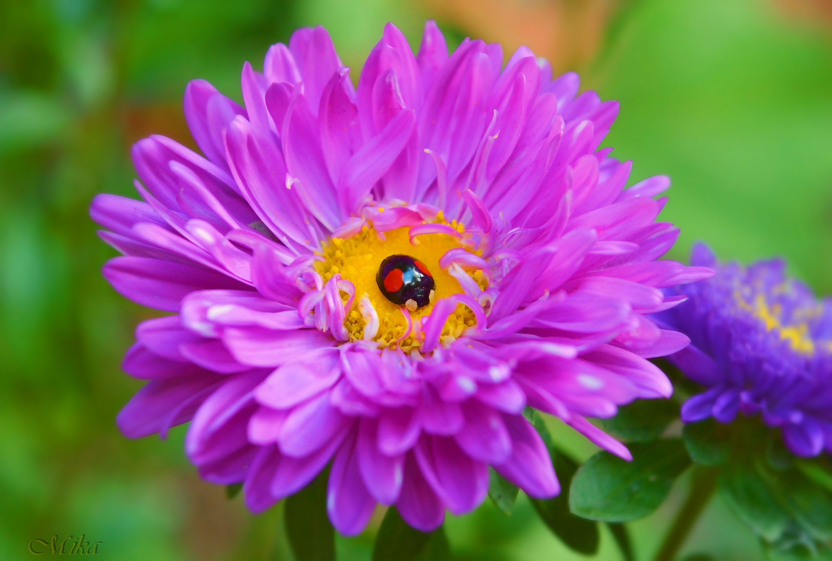 Ladybug on Flower HD Wallpaper Background Image 2875x1938