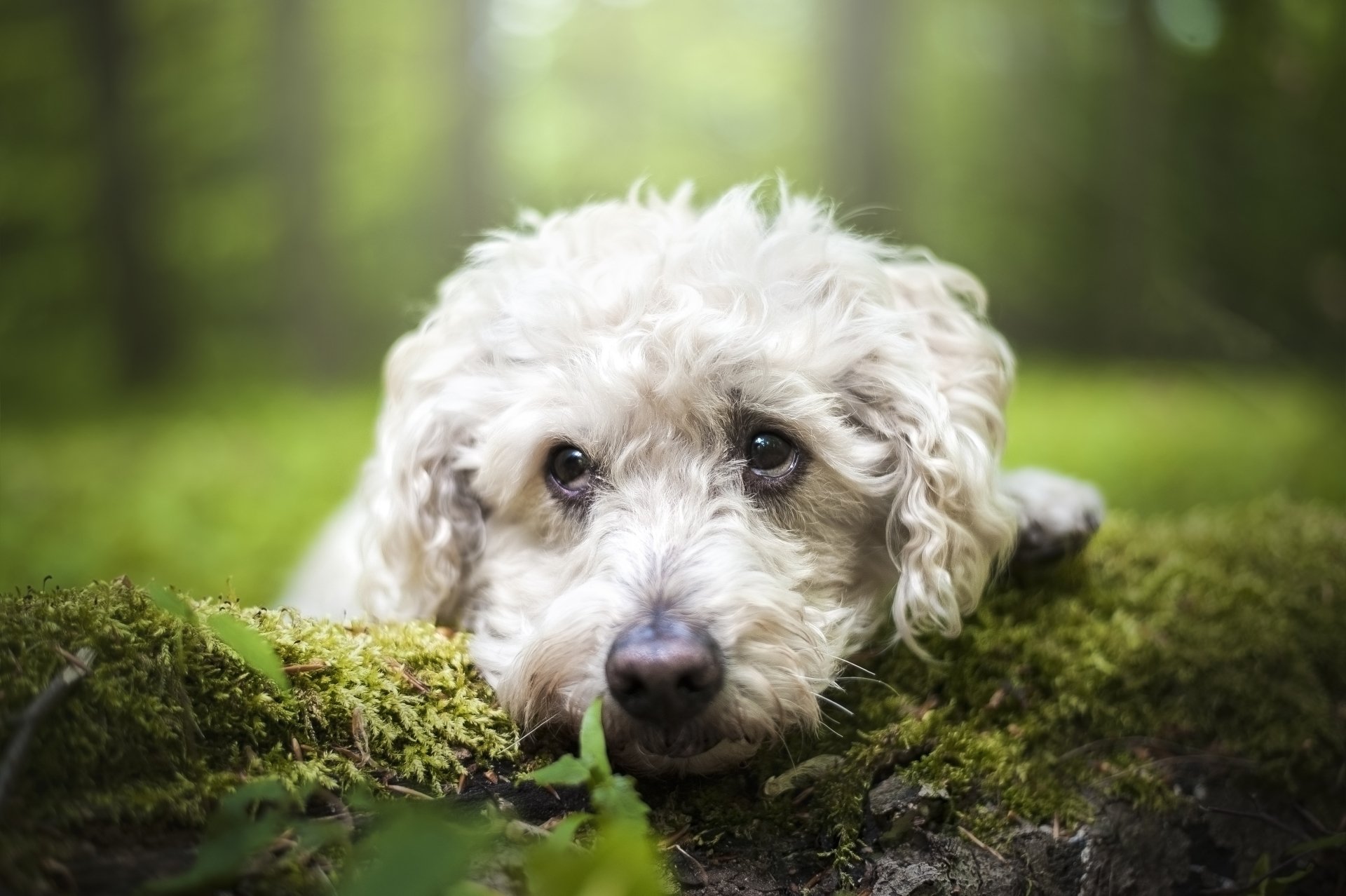 Download Depth Of Field Moss Muzzle Animal Dog 4k Ultra HD Wallpaper by Mona Höhler