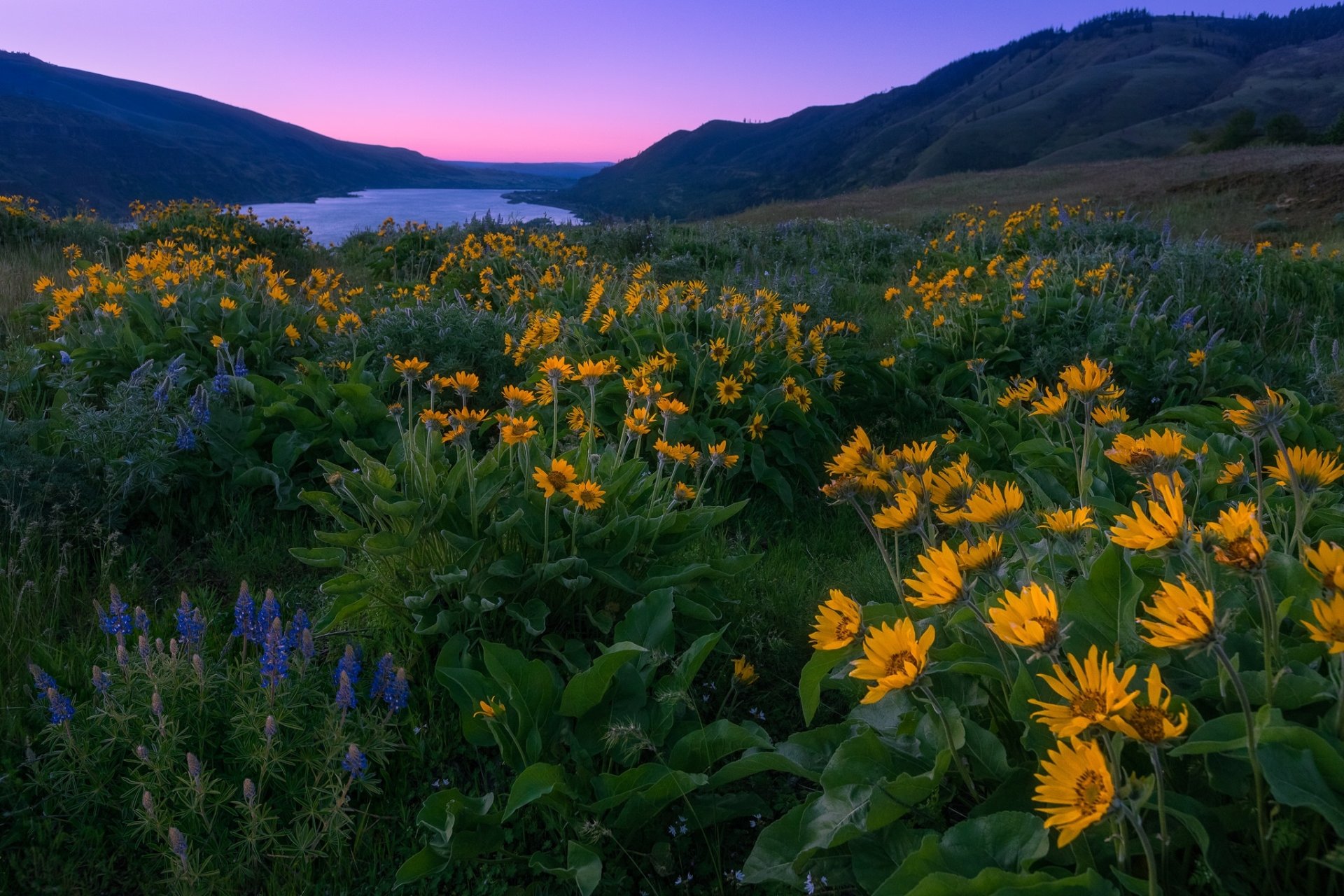 Download Lake Sunrise Landscape Yellow Flower Wildflower Nature Flower HD Wallpaper by Hilton Chen
