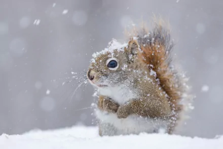 A brown squirrel sits amidst falling snowflakes in a wintery landscape. This HD desktop wallpaper captures the serene beauty of snowfall and the small rodent braving the cold.