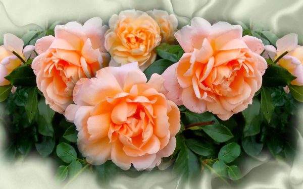  Peach-Colored Roses
