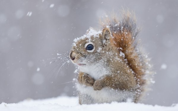 Animal Squirrel Rodent Snowfall Wildlife Snow Winter HD Wallpaper | Background Image