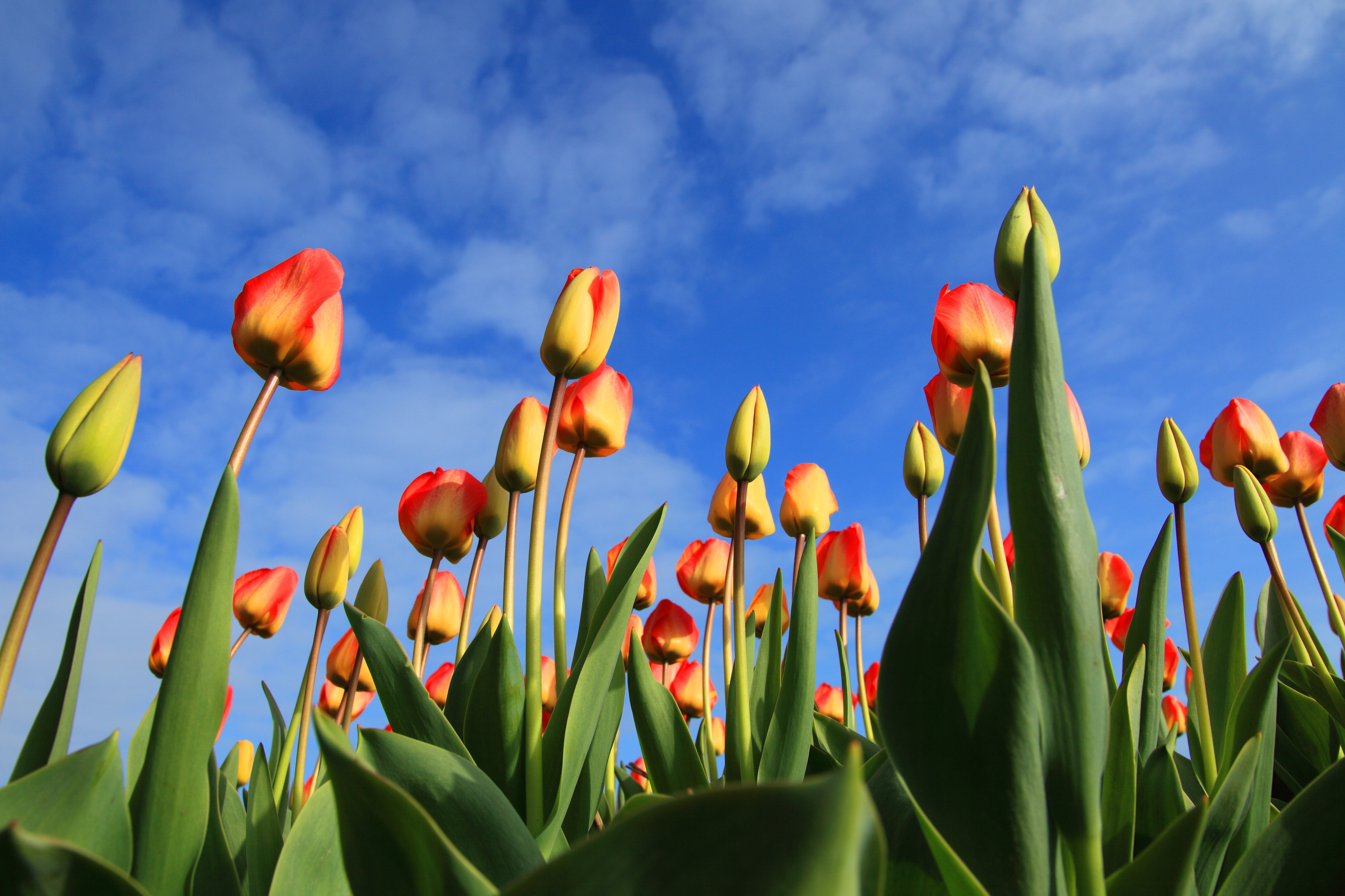 Download Flower Nature Tulip 4k Ultra HD Wallpaper
