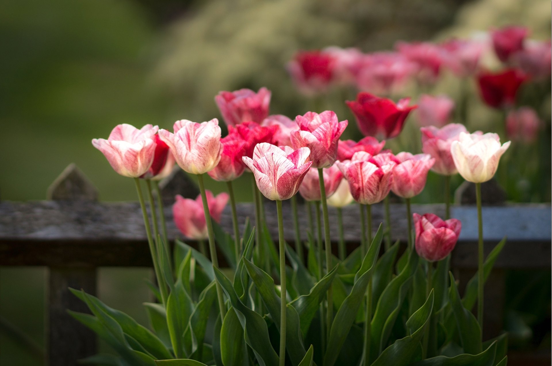 Download Depth Of Field Pink Flower Flower Nature Tulip Hd Wallpaper