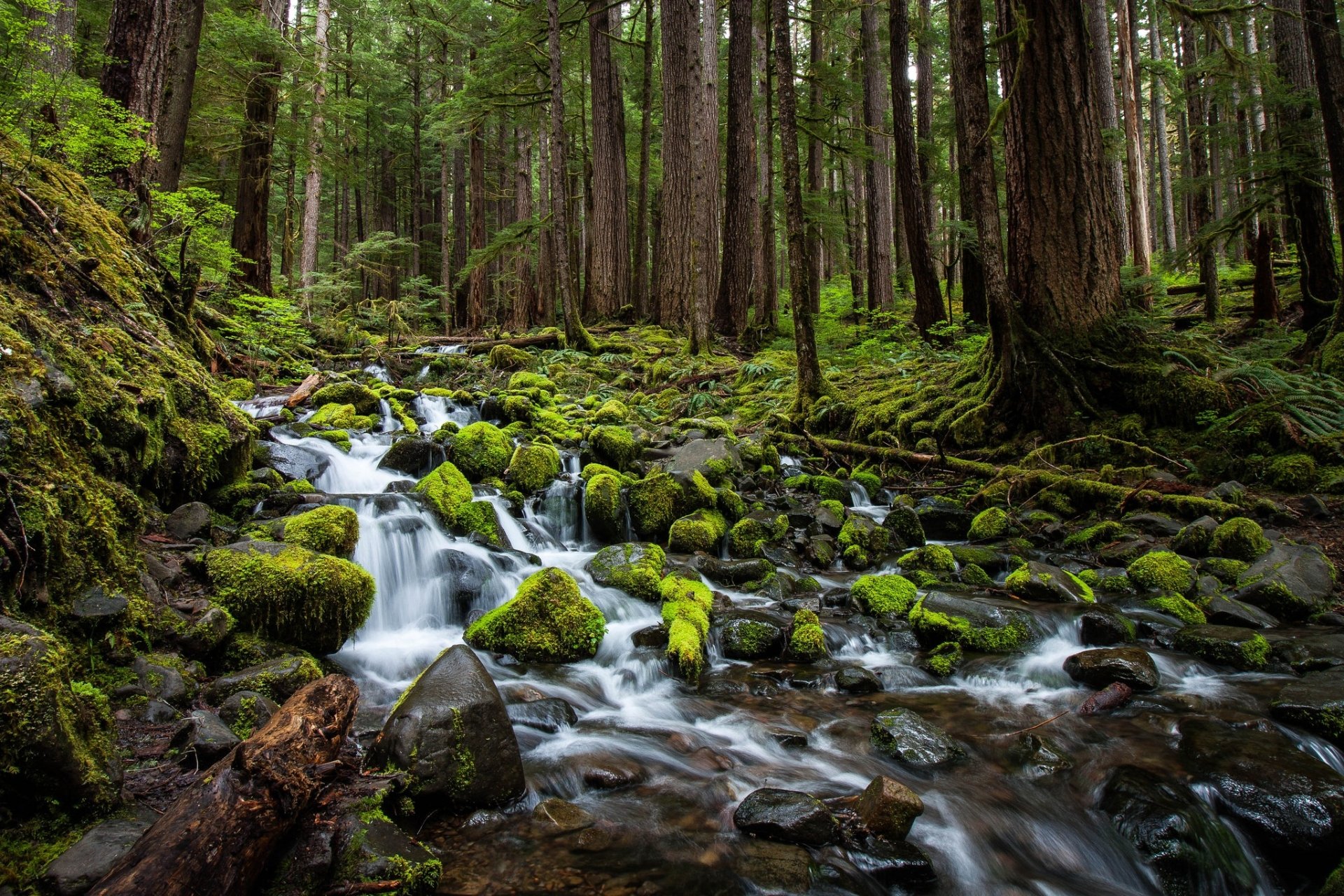 Download Stone Moss Forest Nature Stream HD Wallpaper