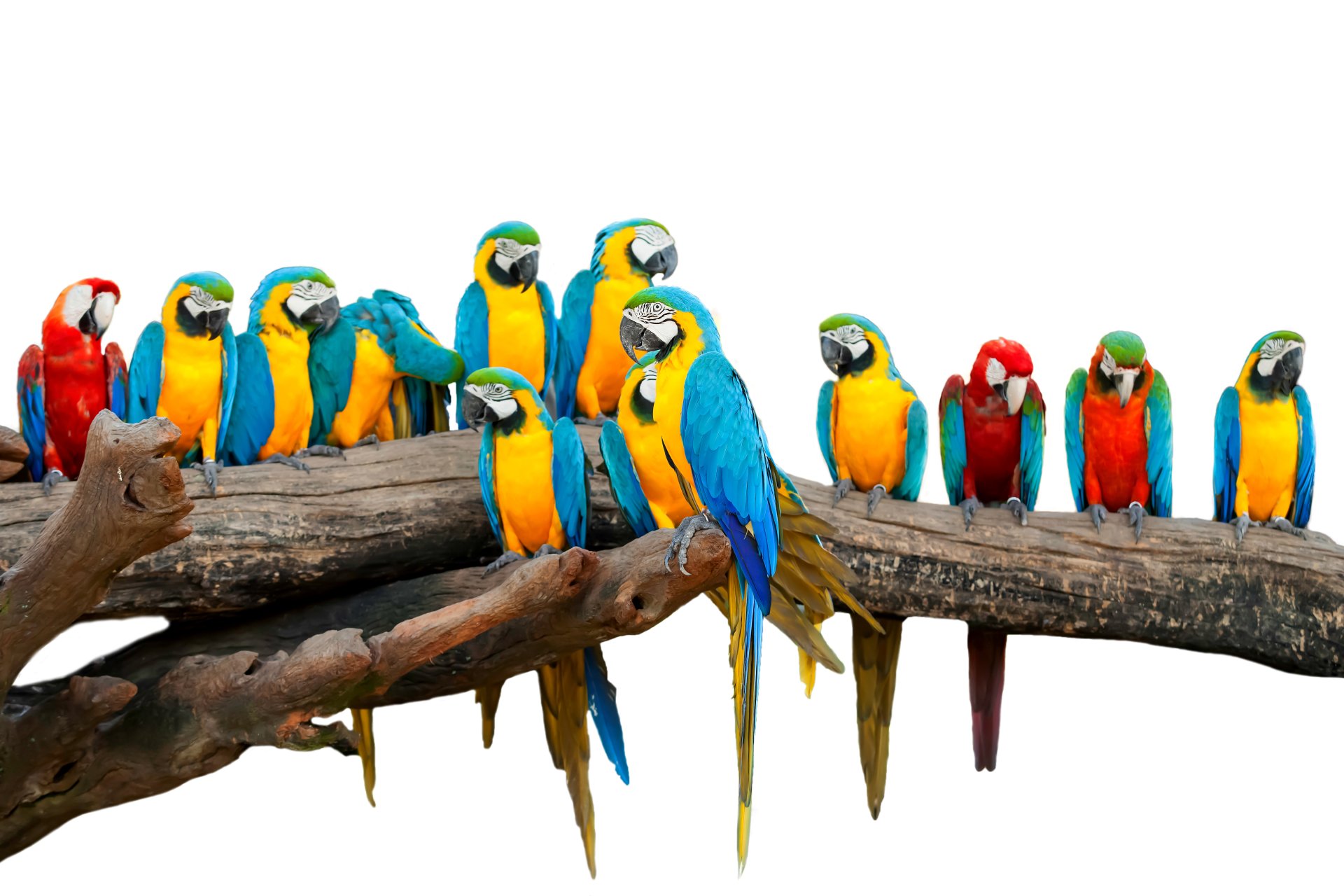 Download Catalina Macaw Red-and-green Macaw Blue-and-yellow Macaw Bird Parrot Animal Macaw 4k Ultra HD Wallpaper