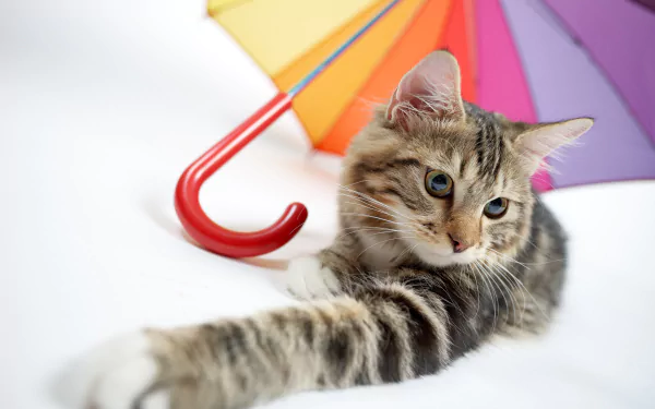 umbrella Animal cat HD Desktop Wallpaper | Background Image