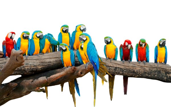 Animal Macaw Birds Parrots Parrot Bird Blue-And-Yellow Macaw red-and-green Macaw Catalina Macaw HD Wallpaper | Background Image
