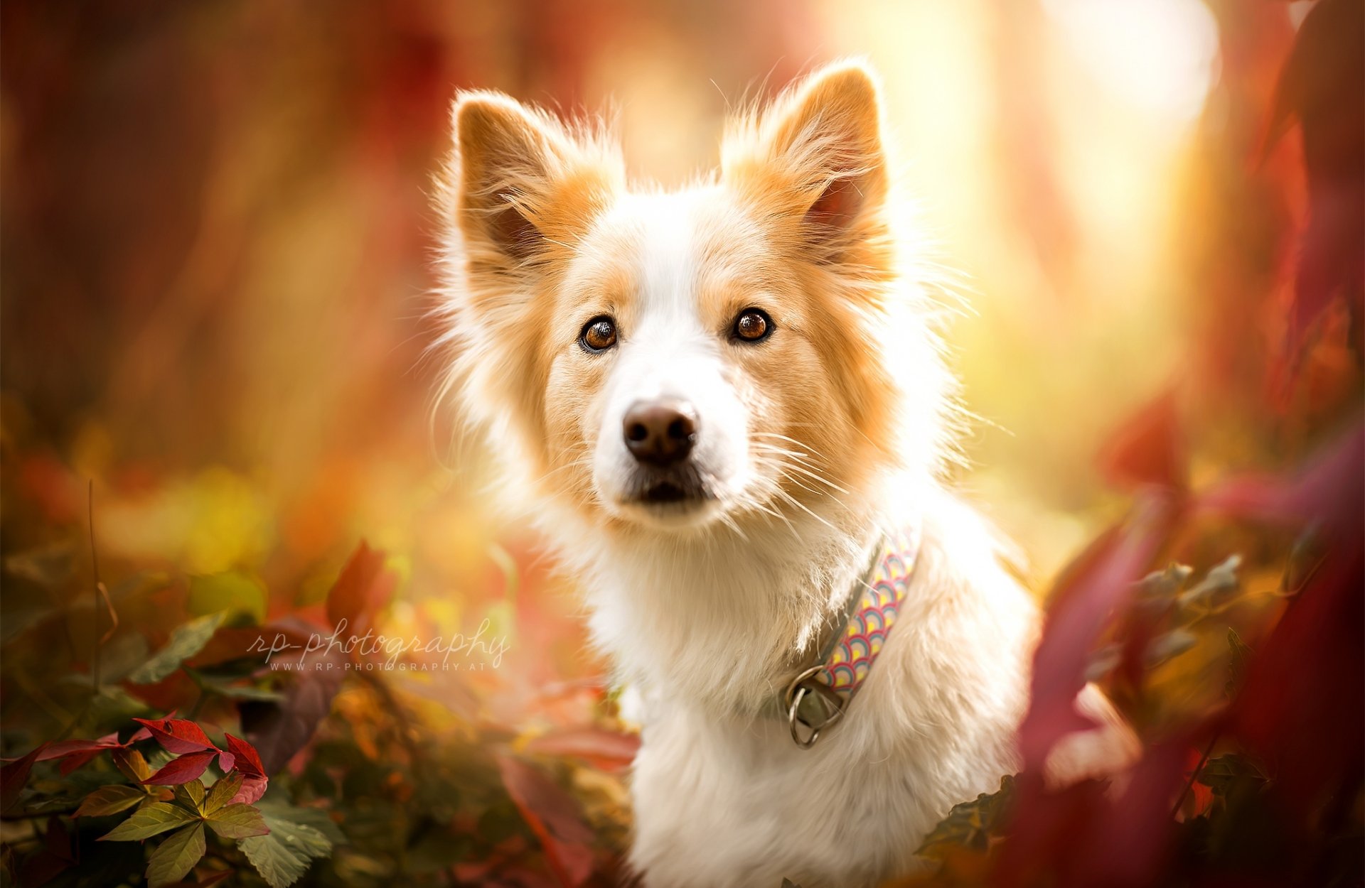 HD wallpaper of a cute Border Collie dog surrounded by warm, glowing foliage in a serene setting.