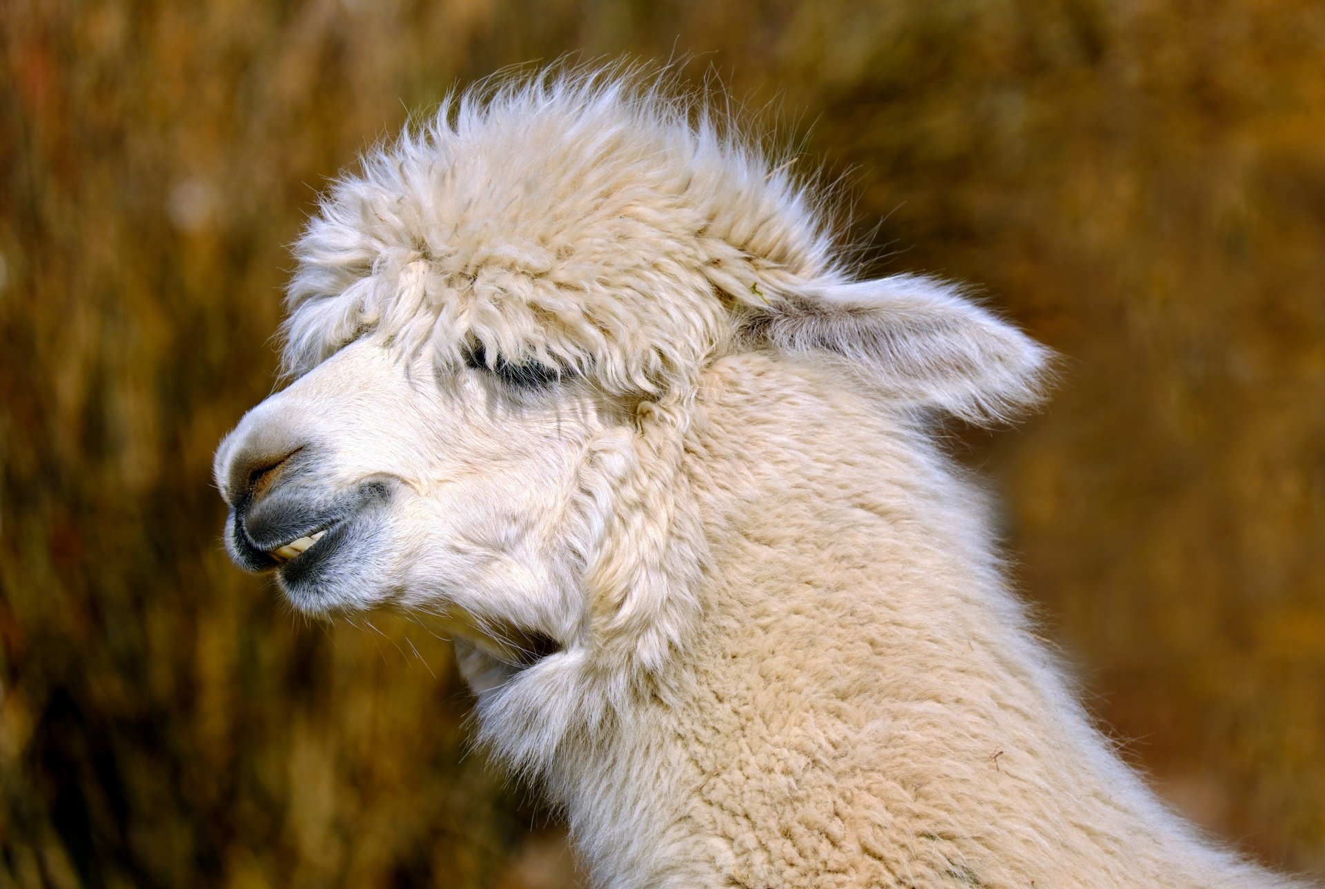 Download Mammal Animal Alpaca 4k Ultra HD Wallpaper