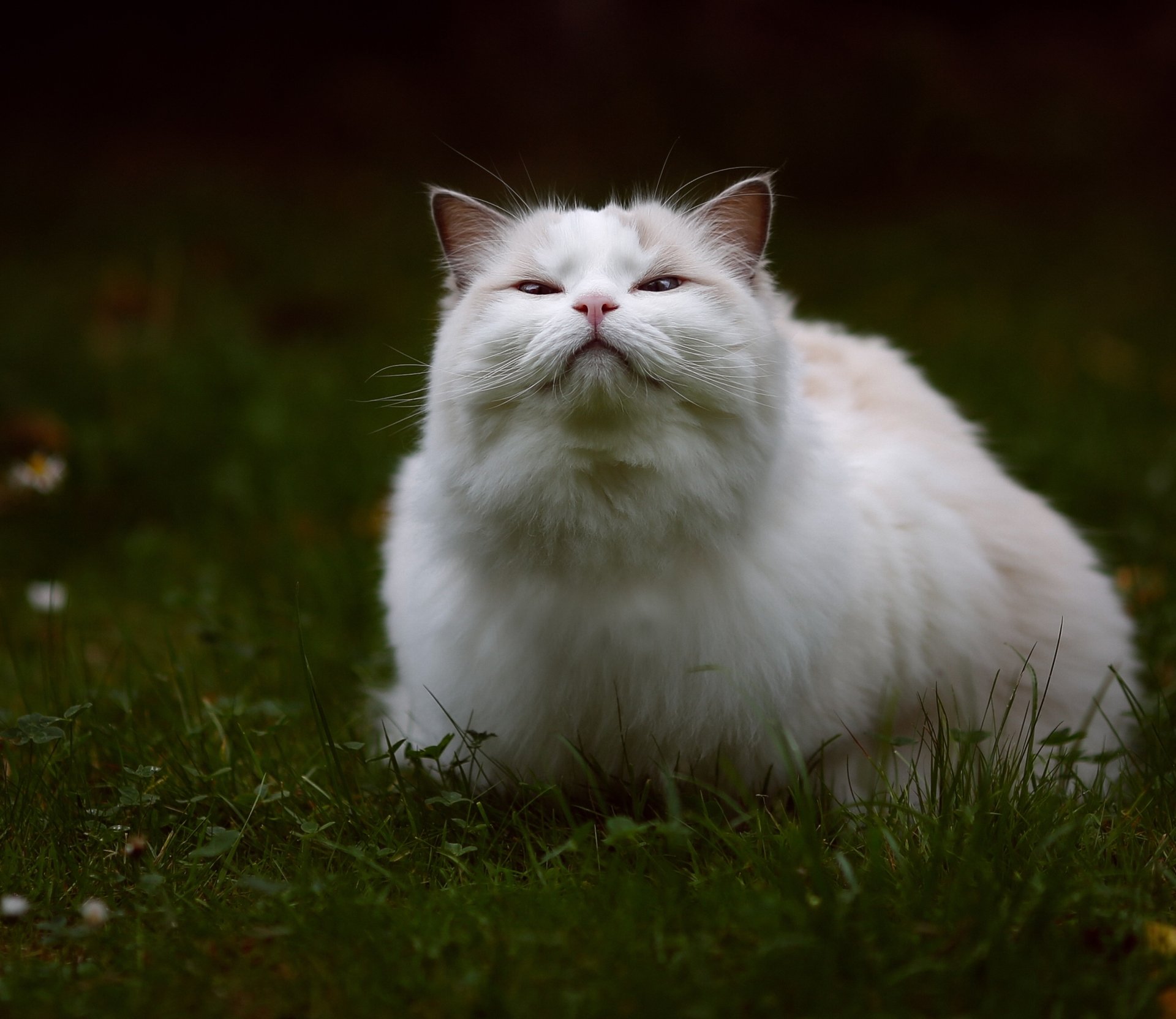 HD desktop wallpaper featuring a fluffy white cat sitting on grass with a dark, blurred background.