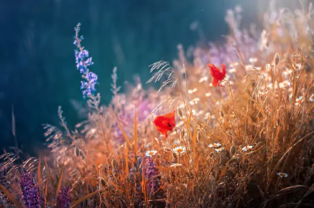 HD desktop wallpaper featuring vibrant red poppy wildflowers blooming amidst golden summer grasses in a serene natural setting.