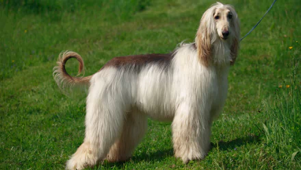 Afghan hound animal with long silky coat and curled tail standing on grass, HD PC desktop wallpaper background.