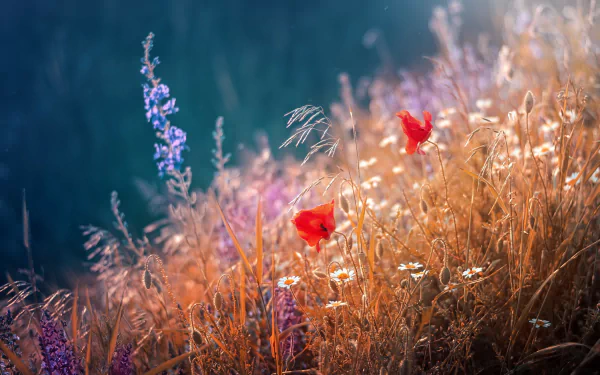 wildflower red flower flower summer nature poppy HD Desktop Wallpaper | Background Image