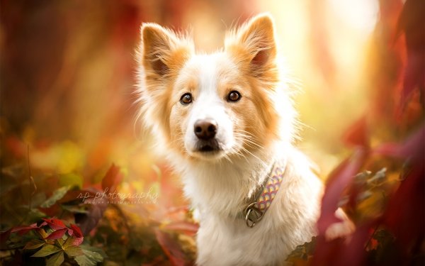 Animal Border Collie Dogs Dog Cute HD Wallpaper | Background Image