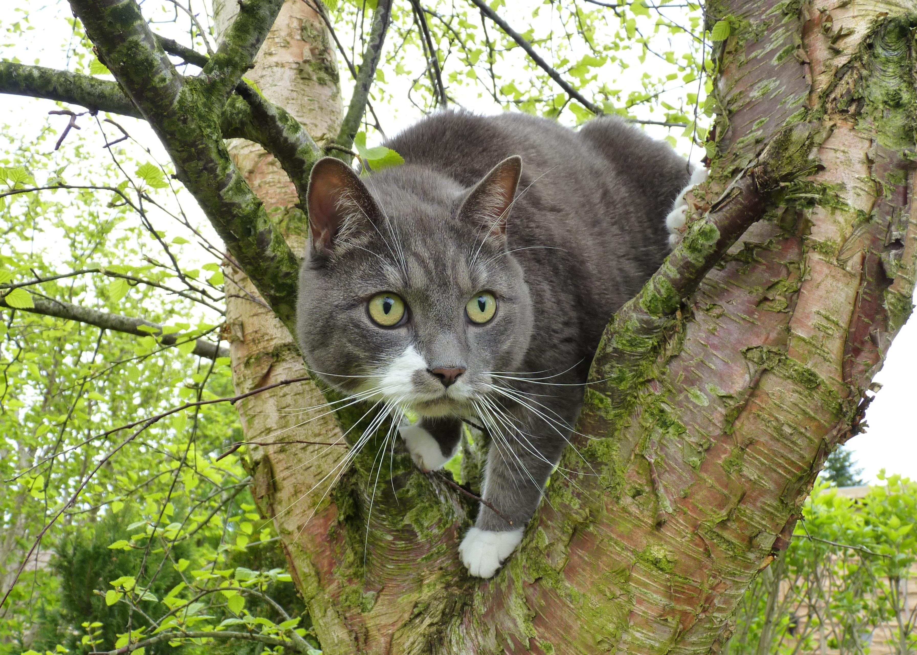 Cats On Trees Please Please Please Traduction Cat in a Tree and Ready to Pounce HD Wallpaper | Background Image