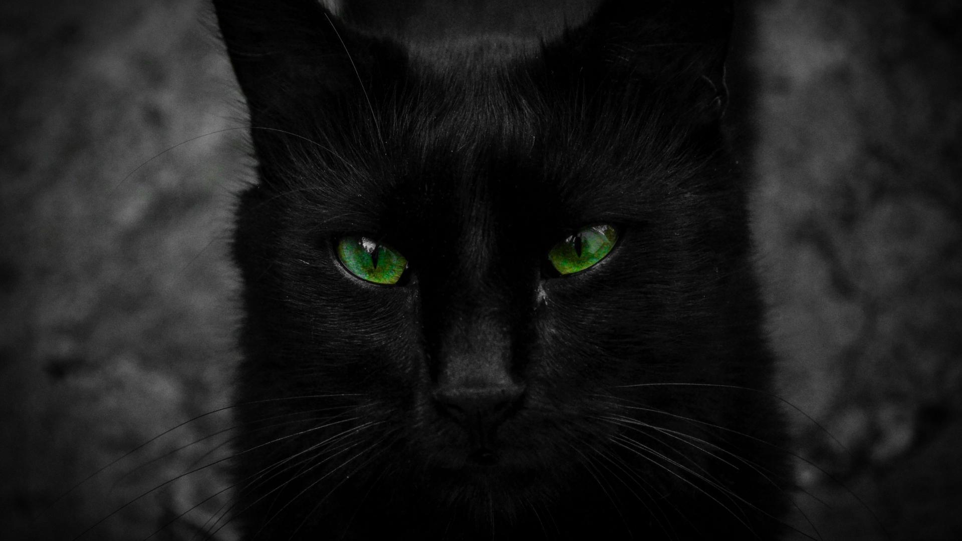 Mèo đen mắt xanh: Mèo đen là một biểu tượng của sự quý phái và độc đáo. Khi được kết hợp với đôi mắt xanh, chúng trở nên cực kỳ thú vị và độc đáo, tạo nên vẻ đẹp không thể so sánh được. Xem các hình ảnh của mèo đen mắt xanh để nhận ra tại sao chúng lại được yêu thích đến thế!