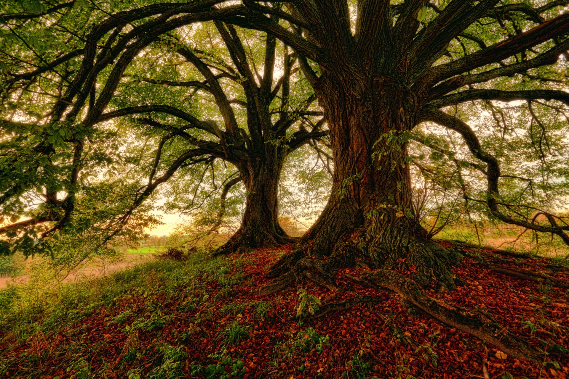 Tree 4k Ultra HD Wallpaper | Background Image | 4439x2961 | ID:841615