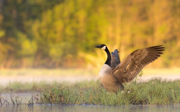 Animal Canada Goose Birds Geese Goose Bird HD Wallpaper | Background Image