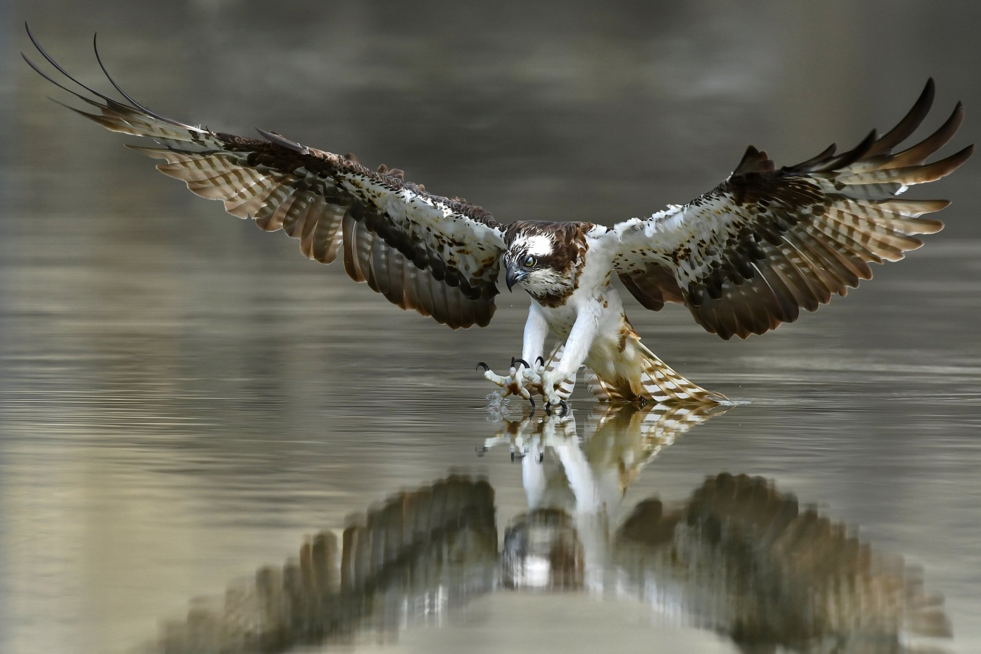 are ospreys eagles