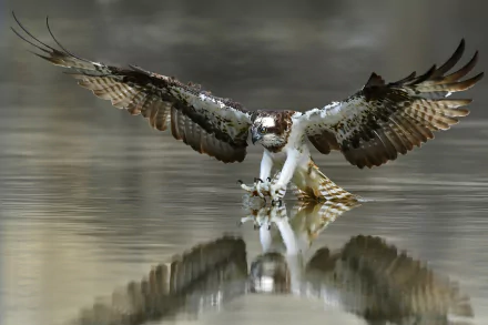 Osprey bird of prey skimming water with talons touching the surface, wings spread and reflected in the calm water — HD PC desktop wallpaper/background.