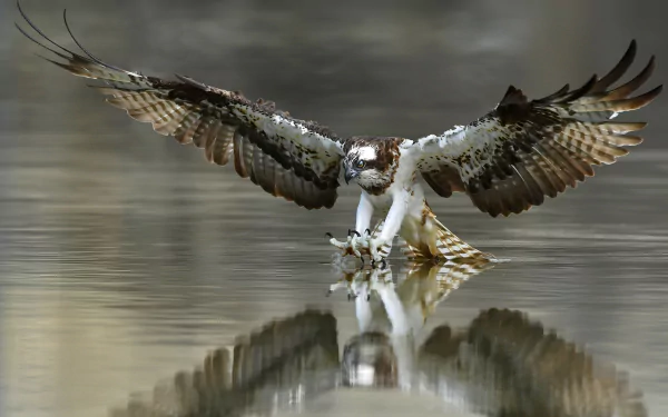 Osprey bird of prey skimming water with talons touching the surface, wings spread and reflected in the calm water — HD PC desktop wallpaper/background.
