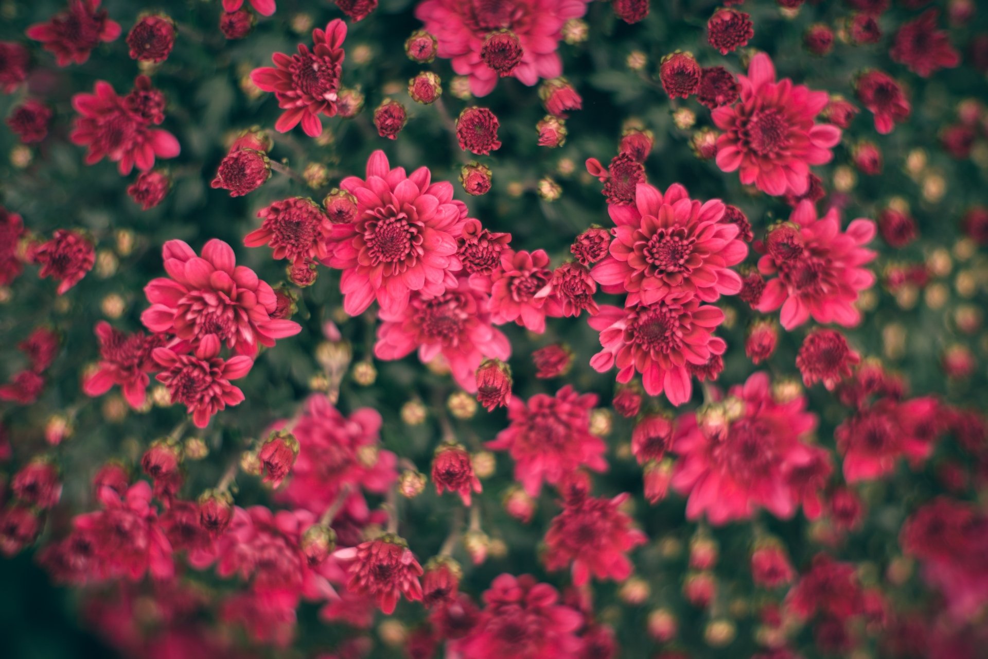 Close-up pink chrysanthemum flowers against green foliage, a nature floral scene — 4K Ultra HD PC desktop wallpaper background.